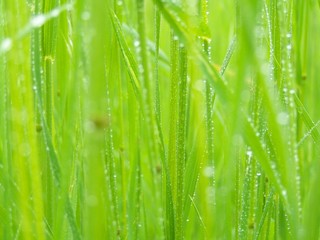 Fototapeta na wymiar grass after rain