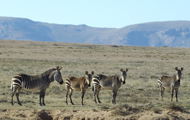 Fototapeta na wymiar Grupa zebry górskie w Afryce Południowej