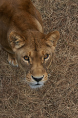 Portrait of Lioness