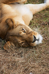 Portrait of Lioness