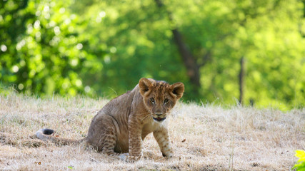 close-up of a cute lion cub