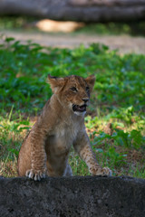 close-up of a cute lion cub