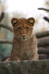 close-up of a cute lion cub