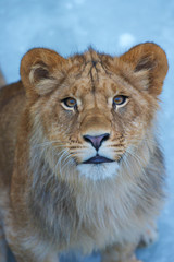 Obraz na płótnie Canvas close-up of a cute lion cub