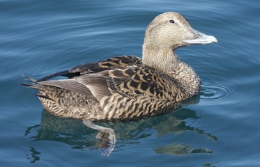 Female eider. 