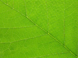 Naklejka na ściany i meble Green leaf blade closeup