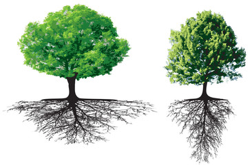 Trees with roots
