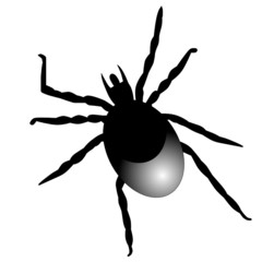 Zecke - FSME