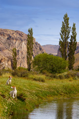 two puppy's in patagonia river