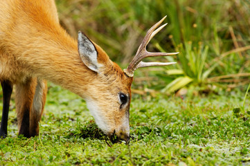 Naklejka premium Marsh Deer (Blastocerus dichotomus)