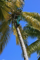 Fototapeta premium Entretien palmier