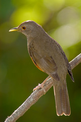 Rufous-bellied Trush (Turdus rufiventris)