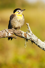 Field Flicker (Colaptes campestris)