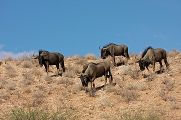 Fototapeta premium Blue wildebeest, Kalahari desert