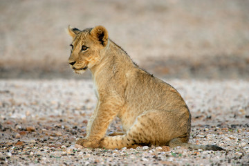 Lion cub, Kalahari desert