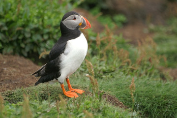 Puffin