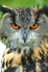 Eagle owl