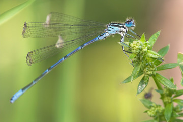 Libelle