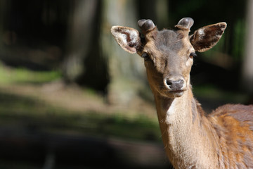 Reh © Petra Kohlstädt