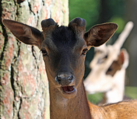 Fototapeta premium Reh