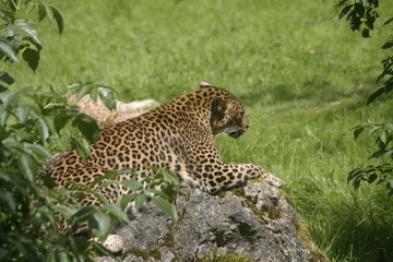 leopard
