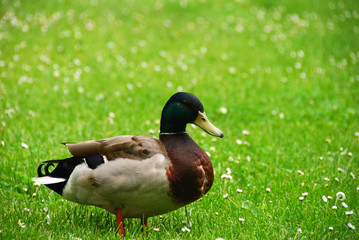 duck