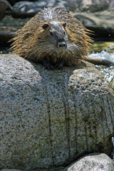 Nutria