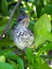 baby mockingbird