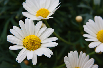 Blumen © Petra Kohlstädt