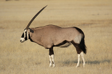Oryx-Antilope