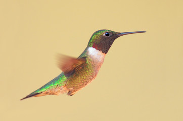 Fototapeta na wymiar Ruby-throated Hummingbird (archilochus colubris) w locie