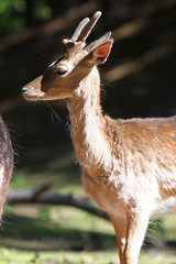 Reh