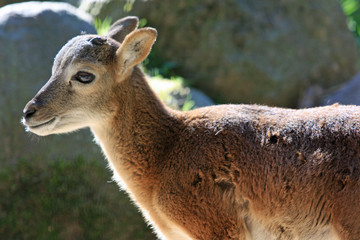 Fototapeta premium Mufflon