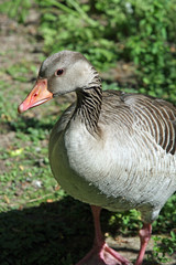 Gans