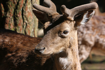 Feh © Petra Kohlstädt