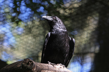 Kolkrabe