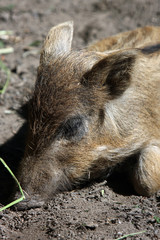 Wildschwein