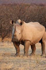 Fototapeta premium Breitmaulnashorn