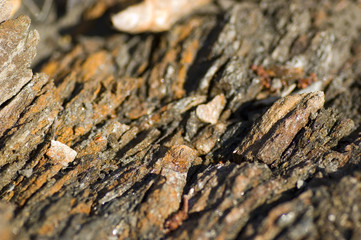 Broken rocks with lichen