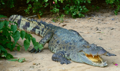 the crocodile