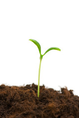Seedlings illustrating the concept of new life