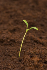 New life concept - green seedling growing out of soil