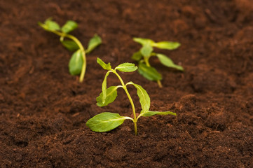 New life concept - green seedling growing out of soil