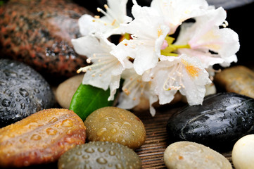 Wellness Steine blüte