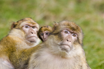 Zwei Affen mit Baby