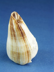Mouse cone seashell