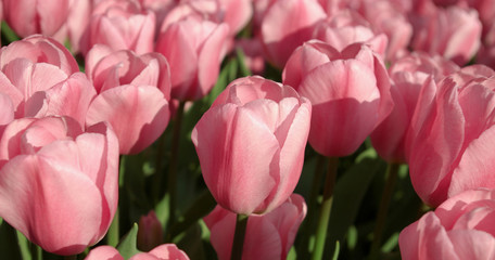 Obraz premium Sea of tulips
