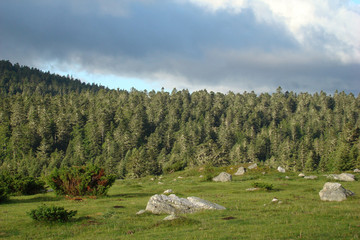 Forèt de sapins,Aude,pyrénées