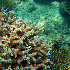 Reef - Maldives