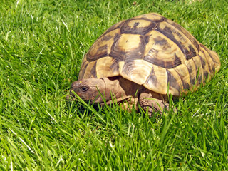 Schildkröte - Tortoise